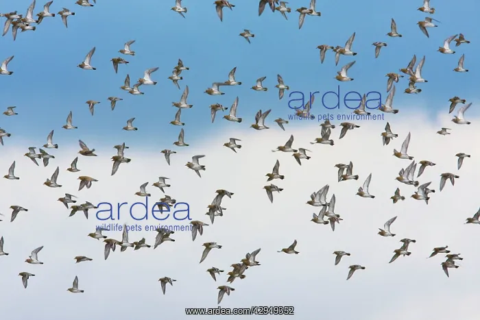 : Golden Plover - A large flock in flight : Golden Plover - A large flock in flight