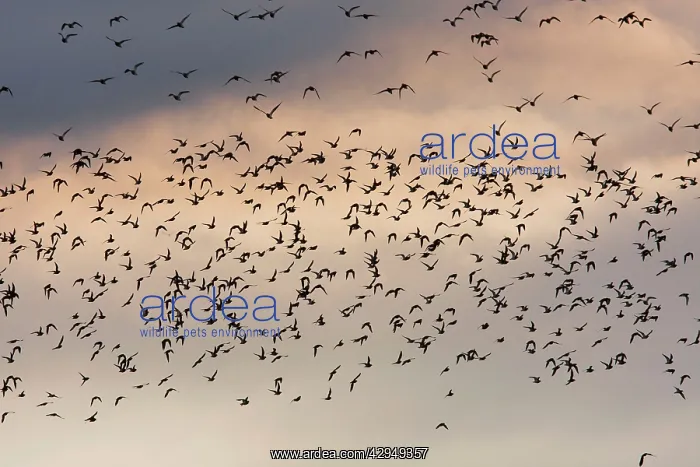 : Golden Plover - A large flock in flight : Golden Plover - A large flock in flight