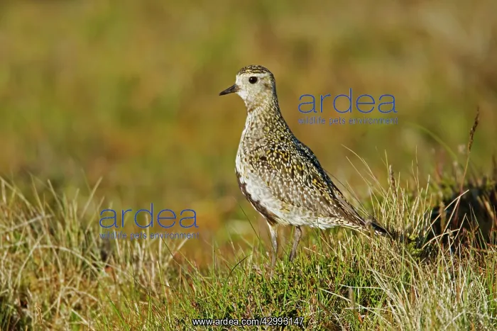 : Golden Plover - on moorland breeding grounds : Golden Plover - on moorland breeding grounds
