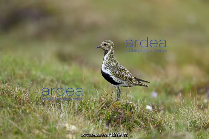 : Golden Plover - on moorland breeding grounds : Golden Plover - on moorland breeding grounds