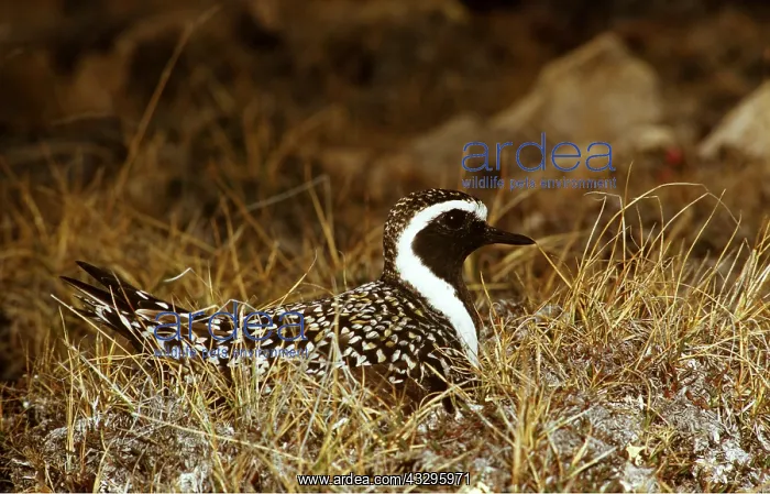 : GOLDEN PLOVER - on nest : GOLDEN PLOVER - on nest