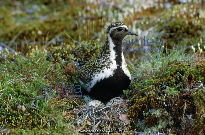 : Golden Plover - on nest with eggs : Golden Plover - on nest with eggs