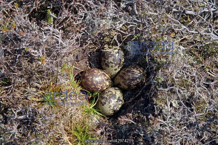 : Golden Plover - Nest with four eggs : Golden Plover - Nest with four eggs
