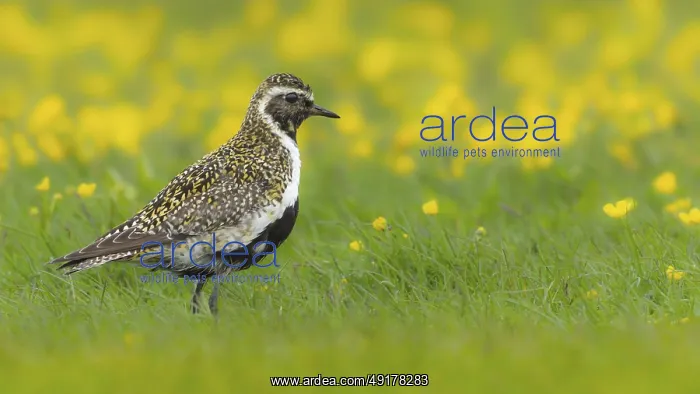 : Golden plover (Pluvialis apricaria) breeds on wet meadows : Golden plover (Pluvialis apricaria) breeds on wet meadows