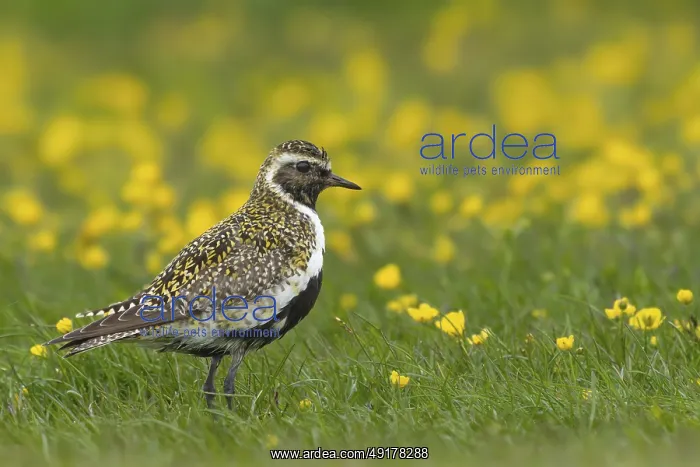 : Golden plover (Pluvialis apricaria) in a flower meadow : Golden plover (Pluvialis apricaria) in a flower meadow