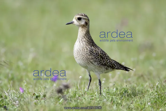 : Golden Plover - resting on meadow during spring migration : Golden Plover - resting on meadow during spring migration
