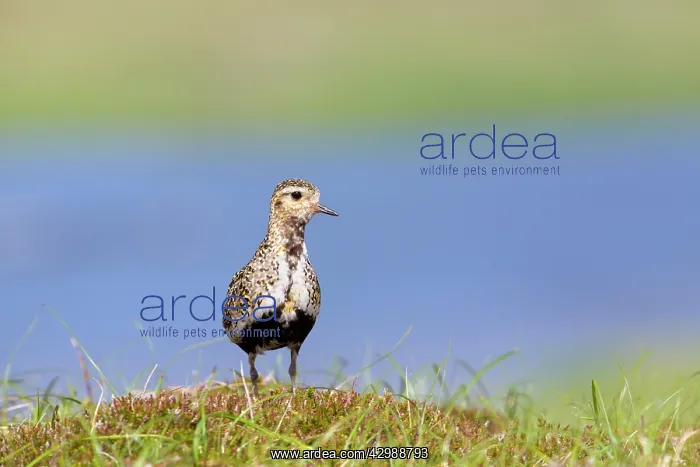: Golden Plover - Summer : Golden Plover - Summer