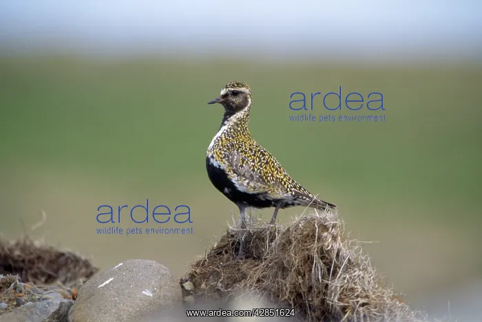 : GOLDEN PLOVER - summer plumage : GOLDEN PLOVER - summer plumage