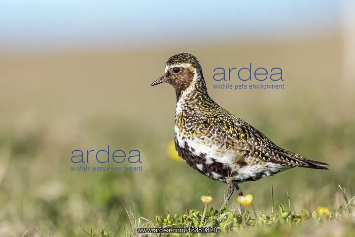 : Golden Plover - Summer - UK : Golden Plover - Summer - UK