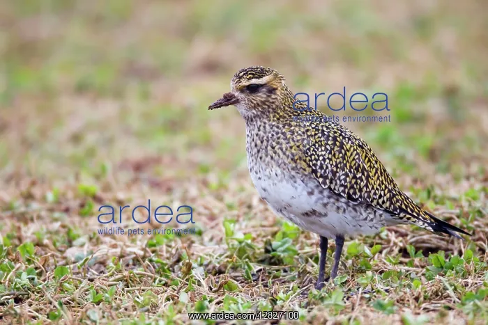 : Golden Plover - in winter plumage : Golden Plover - in winter plumage