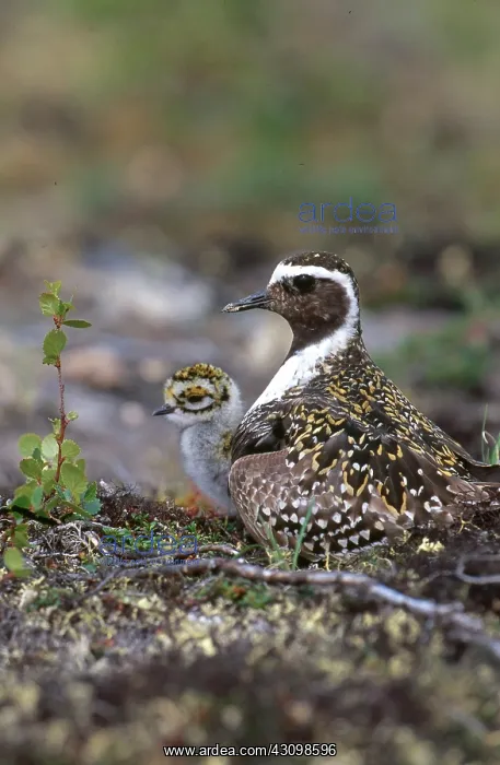 : Golden Plovers : Golden Plovers