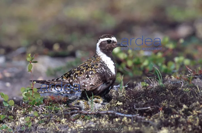 : Golden Plovers : Golden Plovers