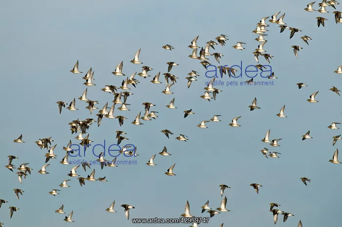 : Golden Plovers - flock in flight : Golden Plovers - flock in flight