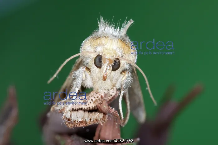  : Golden Plusia Moth