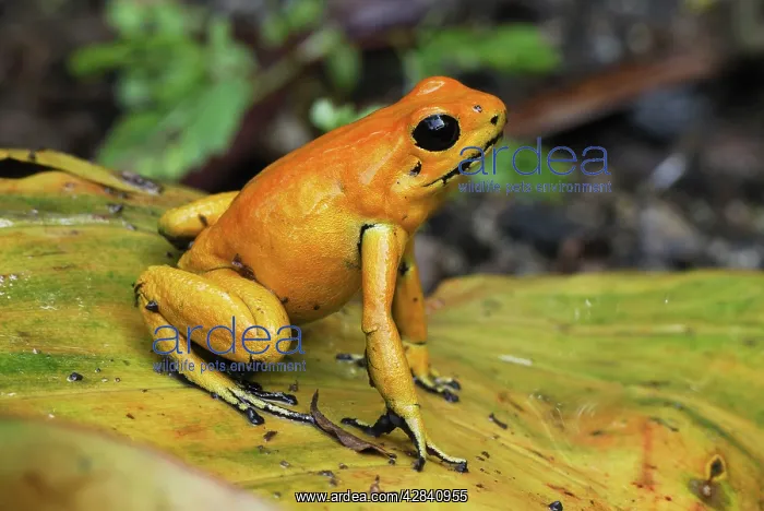 : Golden Poison Arrow / Dart Frog : Golden Poison Arrow / Dart Frog