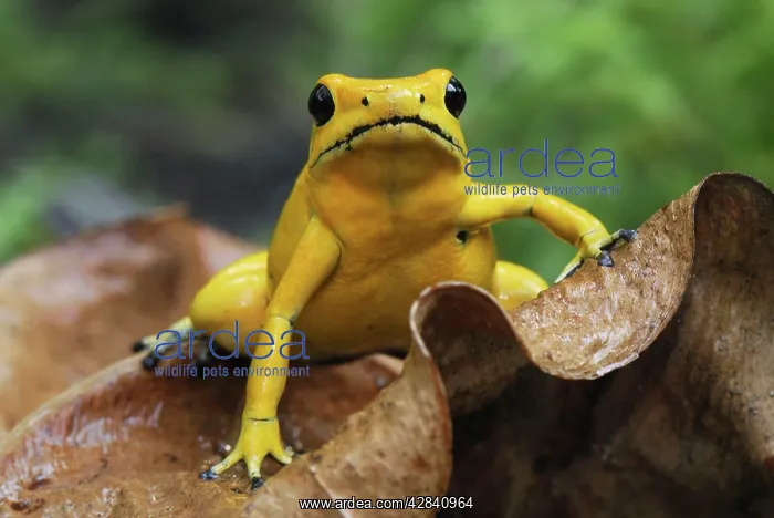 : Golden Poison Arrow / Dart Frog : Golden Poison Arrow / Dart Frog