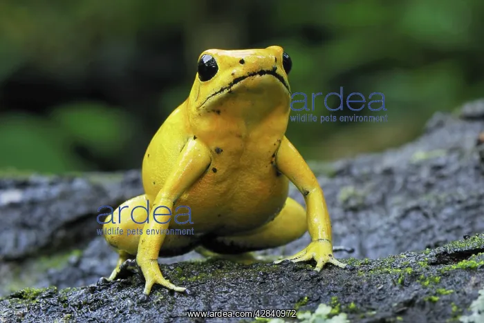 : Golden Poison Arrow / Dart Frog : Golden Poison Arrow / Dart Frog