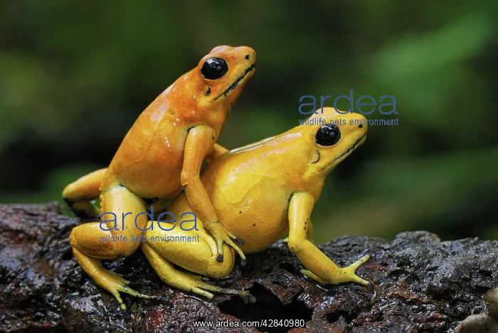 : Golden Poison Arrow / Dart Frog : Golden Poison Arrow / Dart Frog