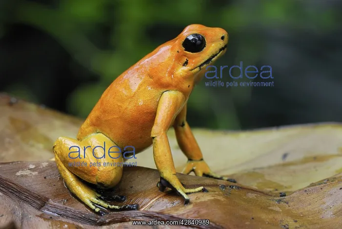 : Golden Poison Arrow / Dart Frog : Golden Poison Arrow / Dart Frog