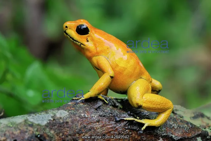 : Golden Poison Arrow / Dart Frog : Golden Poison Arrow / Dart Frog