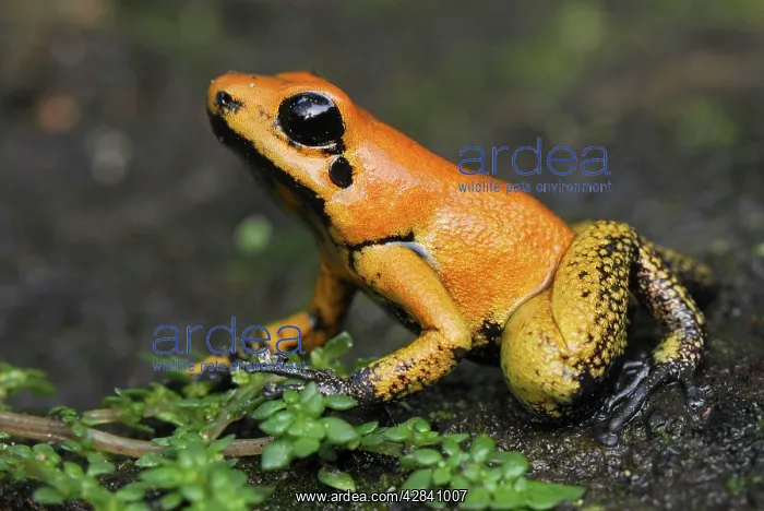  : Golden Poison Arrow  /  Dart Frog - juvenile