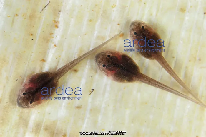 : Golden Poison Arrow / Dart Frog, tadpoles : Golden Poison Arrow / Dart Frog, tadpoles