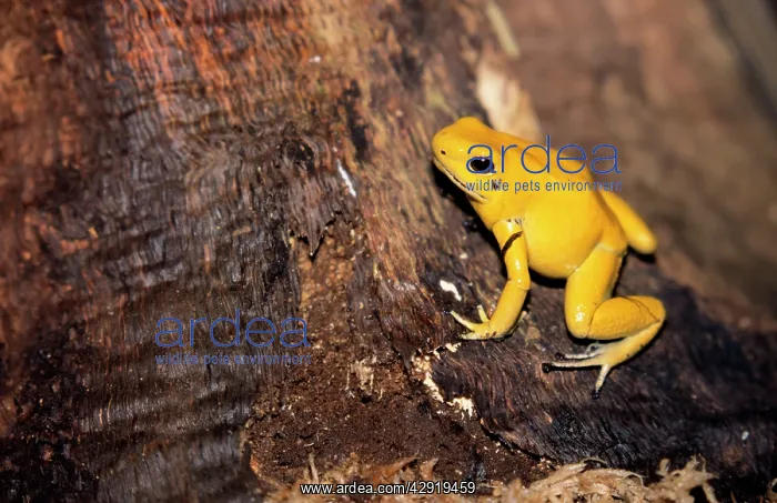 : Golden Poison Arrow / Poison Dart Frog - rare & endangered : Golden Poison Arrow / Poison Dart Frog - rare & endangered