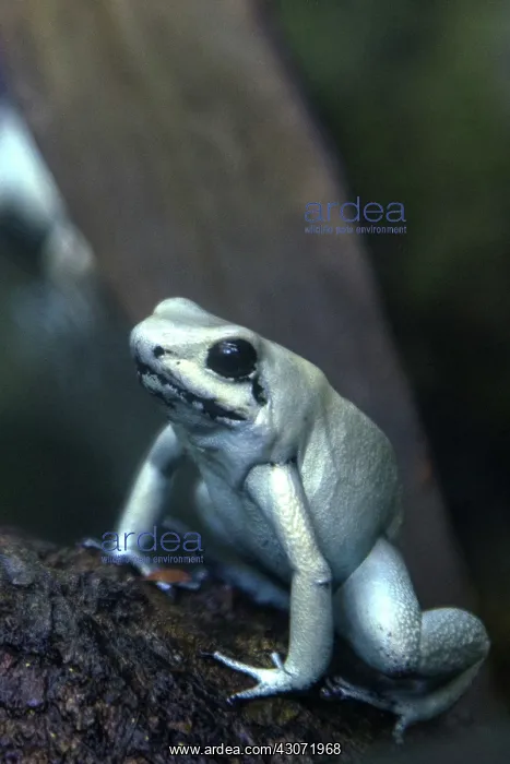 : Golden Poison Dart Frog : Golden Poison Dart Frog