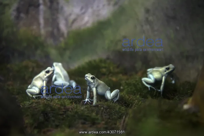 : Golden Poison Dart Frog : Golden Poison Dart Frog