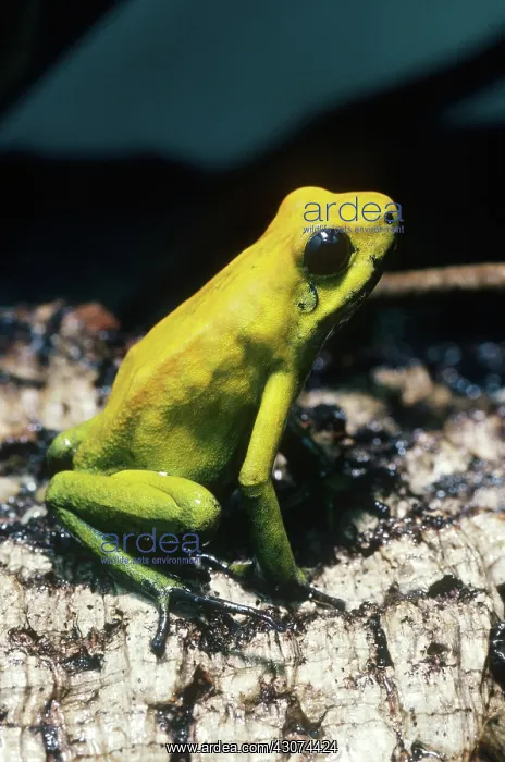 : Golden Poison Dart Frog : Golden Poison Dart Frog
