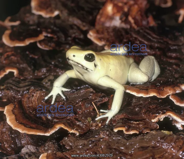 : Golden Poison Dart Frog : Golden Poison Dart Frog