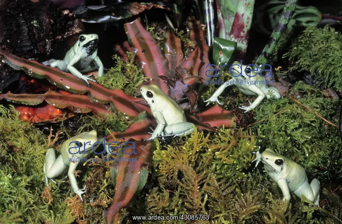 : Golden Poison Dart Frogs : Golden Poison Dart Frogs