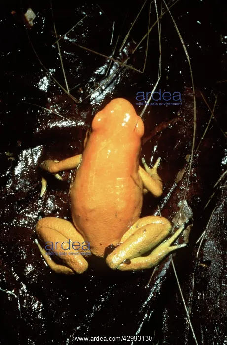 : Golden Poison Frog : Golden Poison Frog