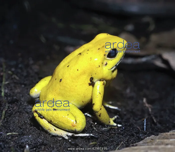 : Golden Poison Frog / Golden Frog / Golden Poison : Golden Poison Frog / Golden Frog / Golden Poison