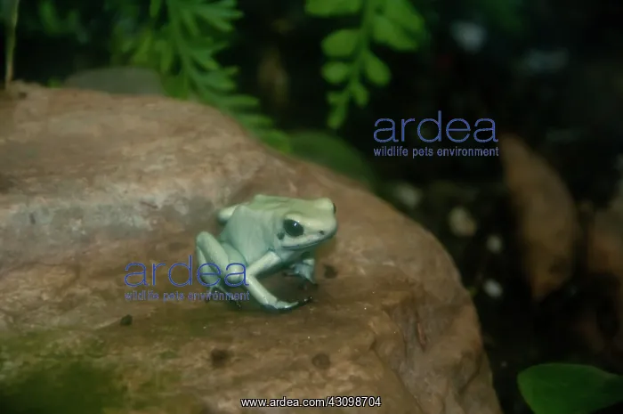 : Golden Poison Frog (Mint Green Morph) : Golden Poison Frog (Mint Green Morph)