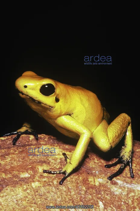 : Golden Poison Frog, orange phase : Golden Poison Frog, orange phase