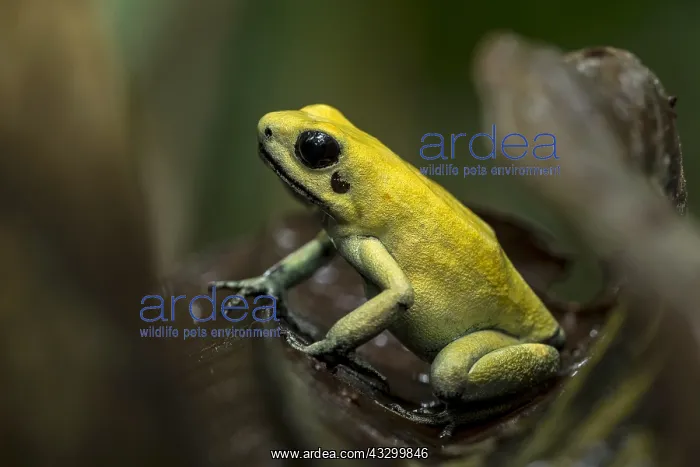  : Golden Poison Frog (Phyllobates terribilis) Timbiqui