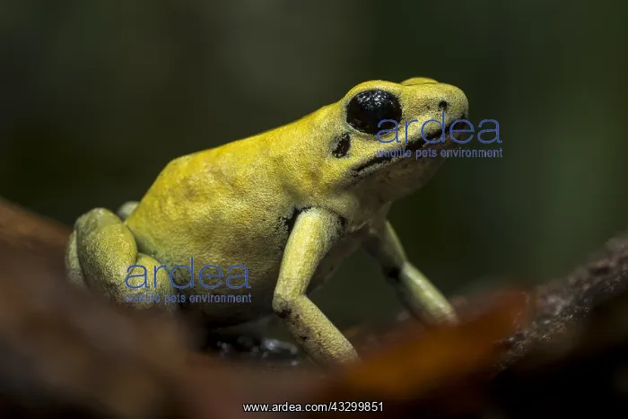 : Golden Poison Frog (Phyllobates terribilis) Timbiqui : Golden Poison Frog (Phyllobates terribilis) Timbiqui