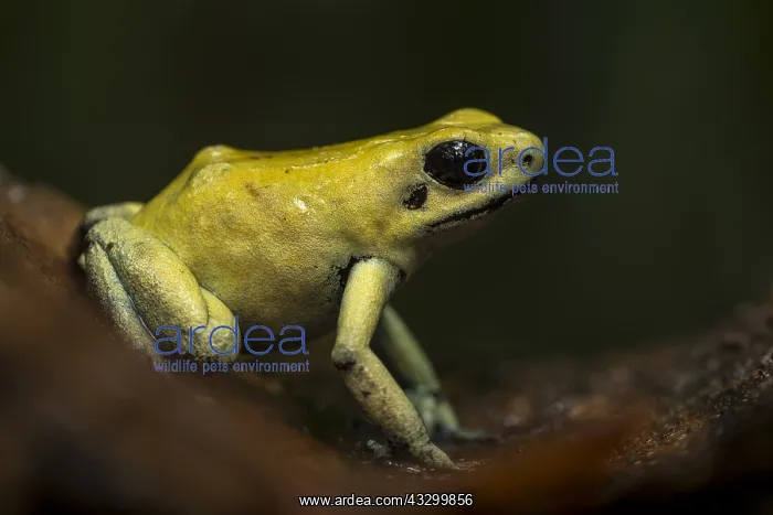 : Golden Poison Frog (Phyllobates terribilis) Timbiqui : Golden Poison Frog (Phyllobates terribilis) Timbiqui