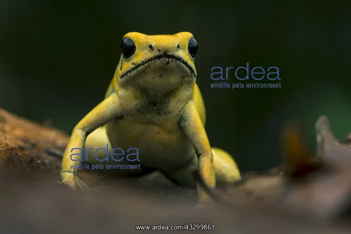 : Golden Poison Frog (Phyllobates terribilis) Timbiqui : Golden Poison Frog (Phyllobates terribilis) Timbiqui