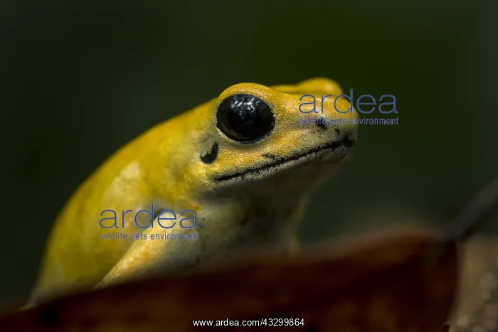 : Golden Poison Frog (Phyllobates terribilis) Timbiqui : Golden Poison Frog (Phyllobates terribilis) Timbiqui