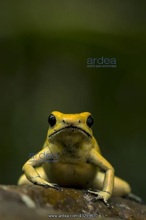 : Golden Poison Frog (Phyllobates terribilis) Timbiqui : Golden Poison Frog (Phyllobates terribilis) Timbiqui