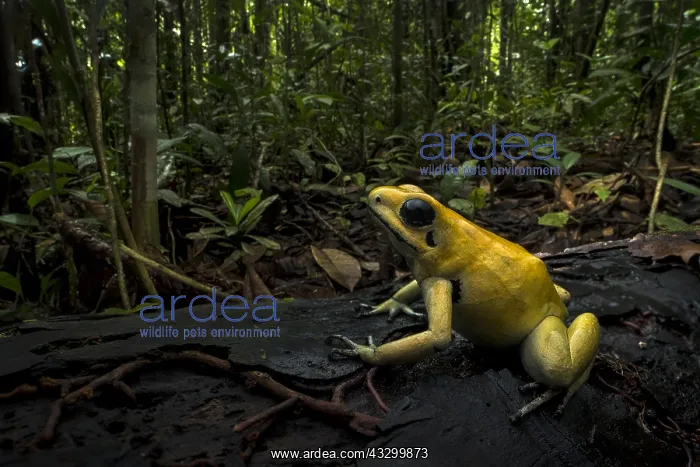 : Golden Poison Frog (Phyllobates terribilis) Timbiqui : Golden Poison Frog (Phyllobates terribilis) Timbiqui