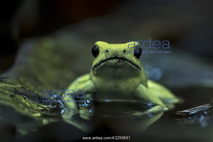 : Golden Poison Frog (Phyllobates terribilis) Timbiqui : Golden Poison Frog (Phyllobates terribilis) Timbiqui