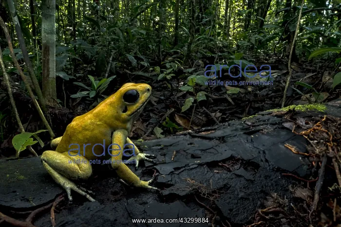 : Golden Poison Frog (Phyllobates terribilis) Timbiqui : Golden Poison Frog (Phyllobates terribilis) Timbiqui