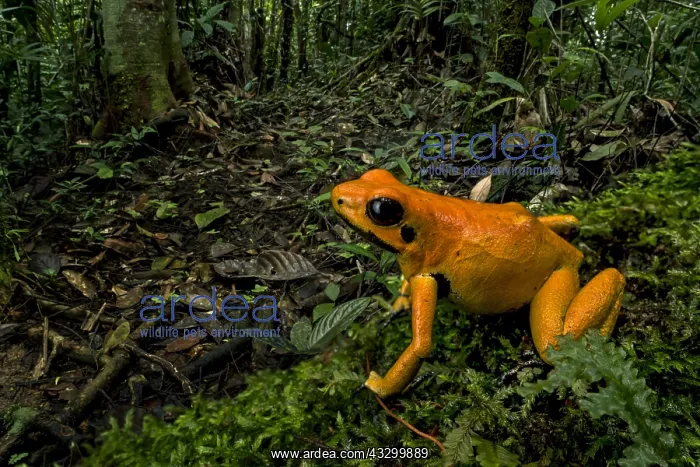 : Golden Poison Frog (Phyllobates terribilis) Timbiqui : Golden Poison Frog (Phyllobates terribilis) Timbiqui