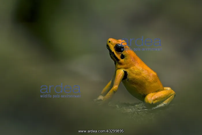 : Golden Poison Frog (Phyllobates terribilis) Timbiqui : Golden Poison Frog (Phyllobates terribilis) Timbiqui