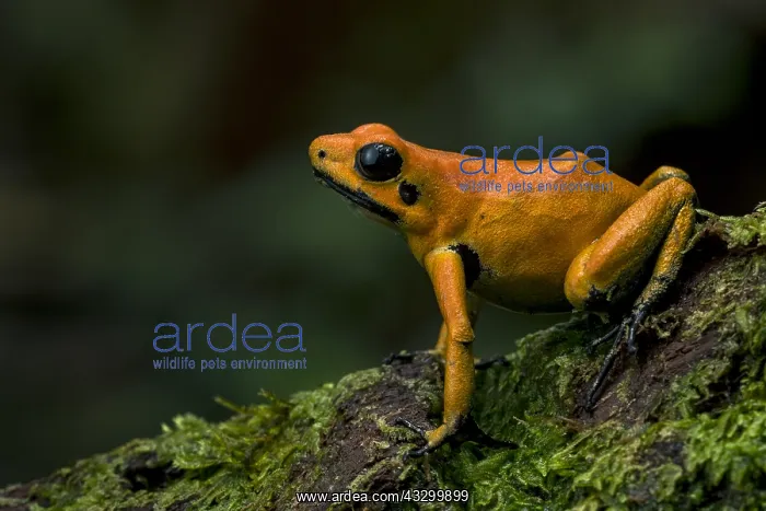 : Golden Poison Frog (Phyllobates terribilis) Timbiqui : Golden Poison Frog (Phyllobates terribilis) Timbiqui