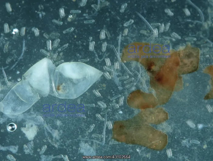 : Golden potato cyst nematode : Golden potato cyst nematode
