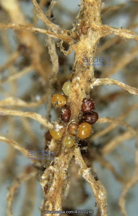 : Golden potato cyst nematode : Golden potato cyst nematode
